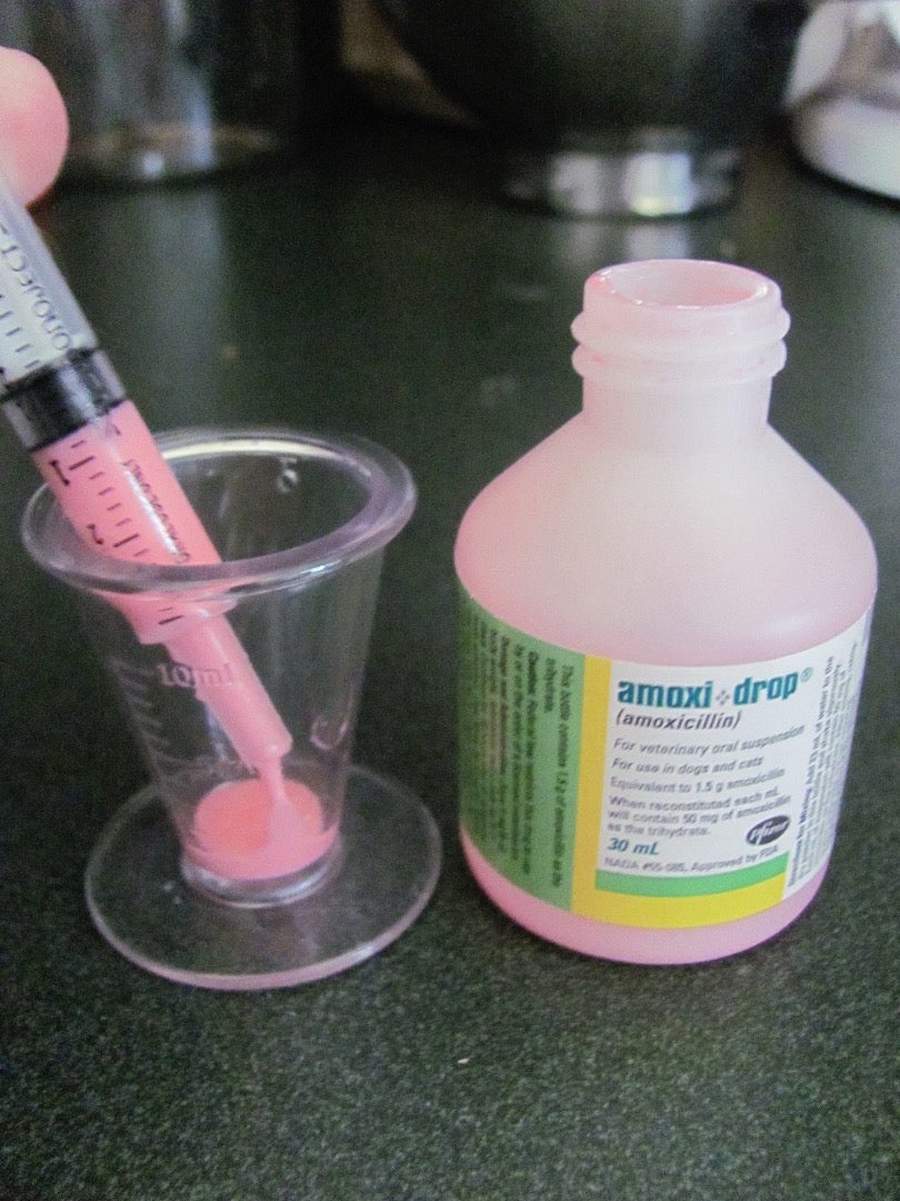 How to Give a Cat Liquid Medicine (with Pictures) Instructables