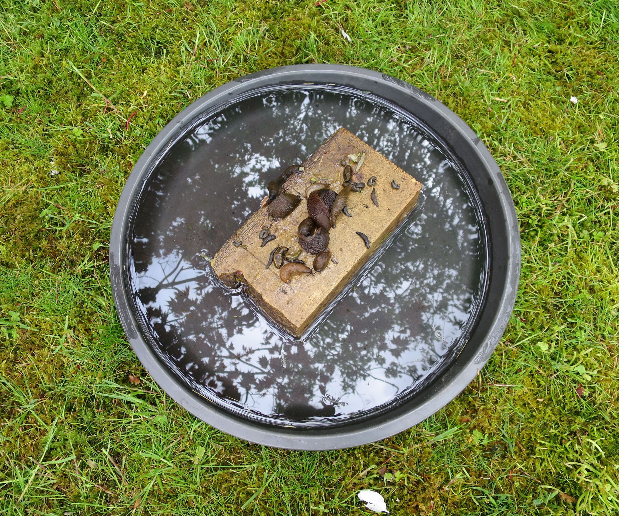 Teaching Birds to Eat Invasive Slugs/ a Poison Free Slug ...