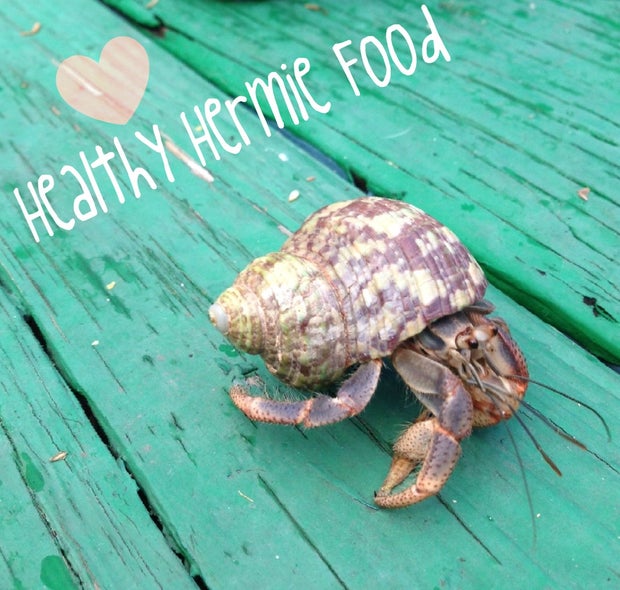 Hermit Crab Cage Decorations For Baby : Amazon Com Nature Gift Store 2