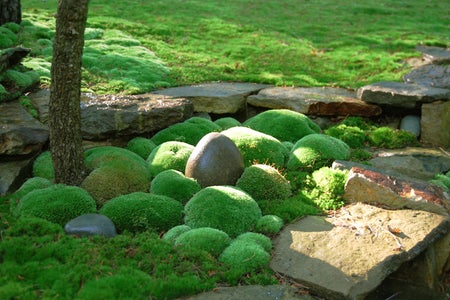 How To Create A Moss Garden 5 Steps Instructables