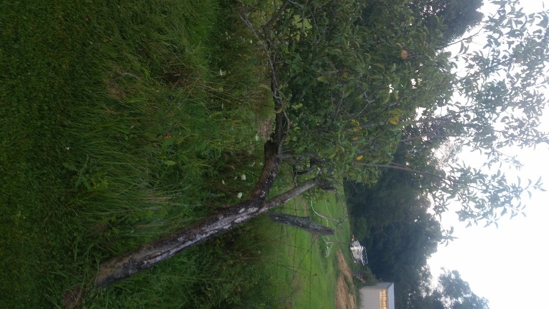 Correcting a Leaning Apple Tree 6 Steps Instructables