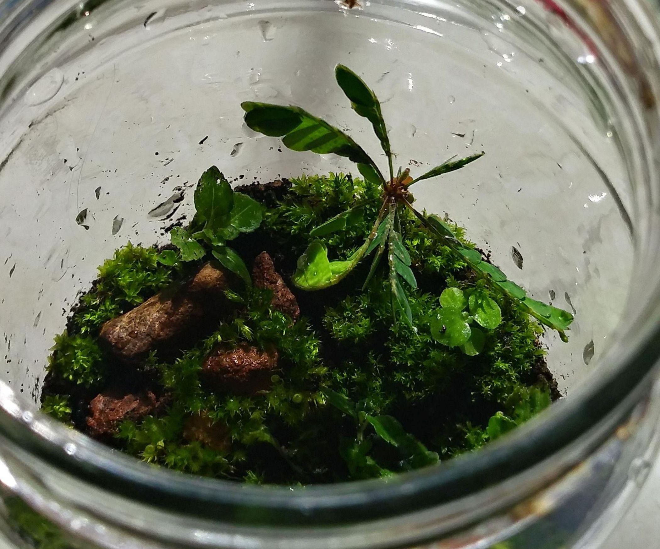 Mason Jar Terrarium 6 Steps (with Pictures) Instructables