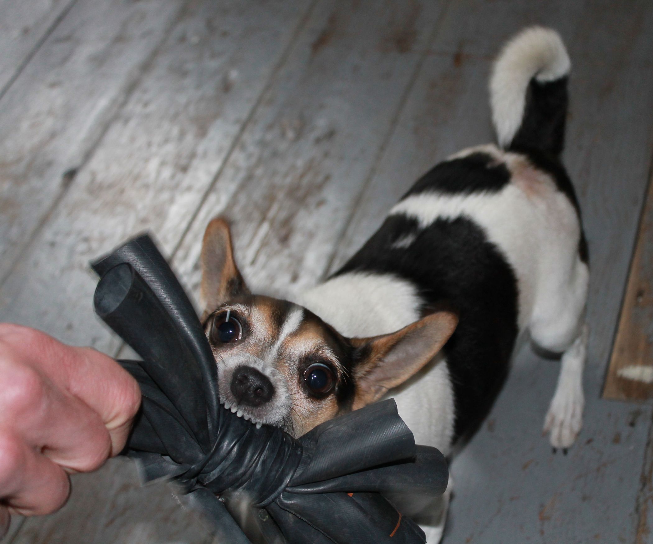Rubber Dog Toy 3 Steps (with Pictures) Instructables