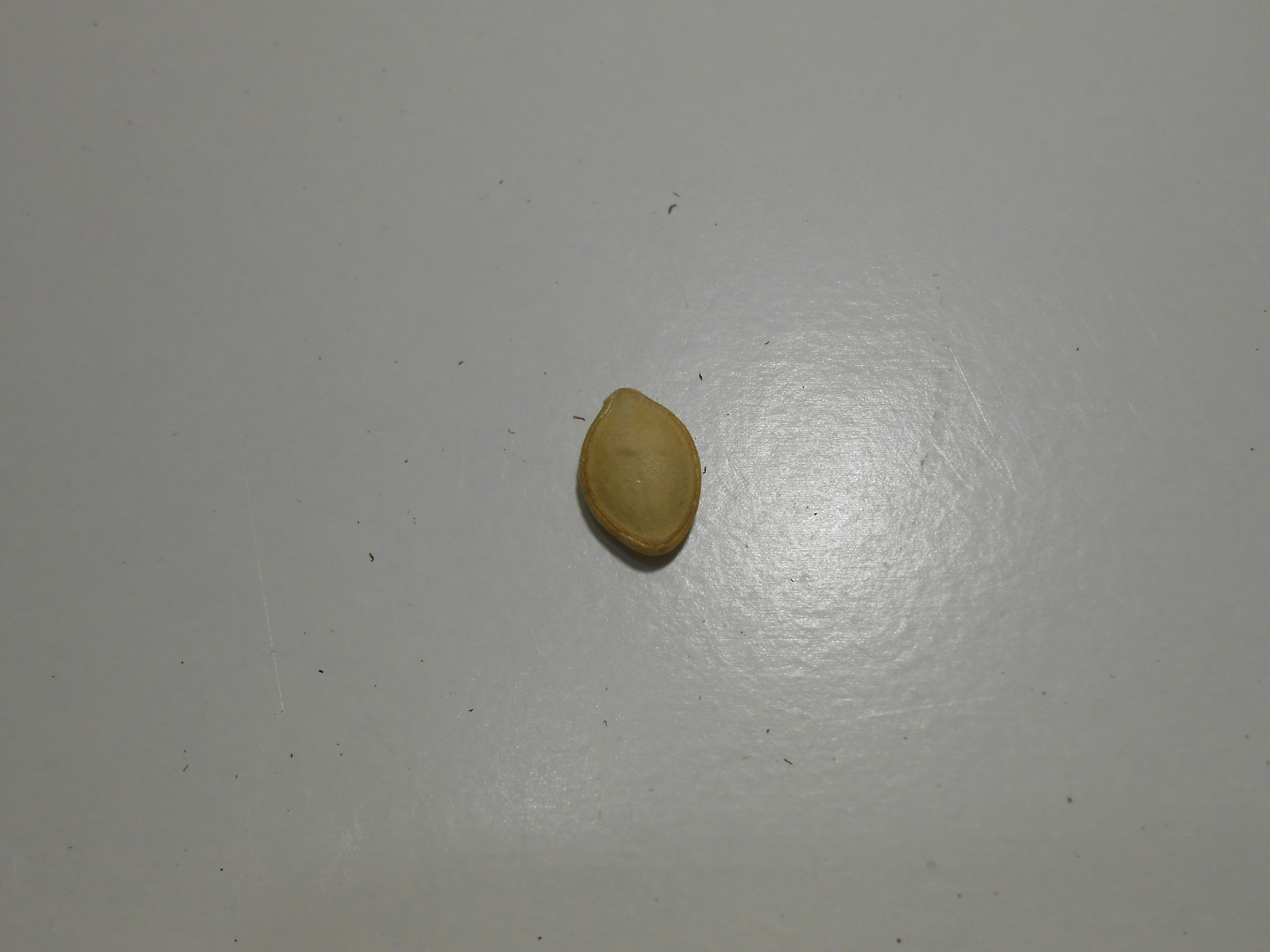 How to Grow Yellow Squash in Containers Instructables