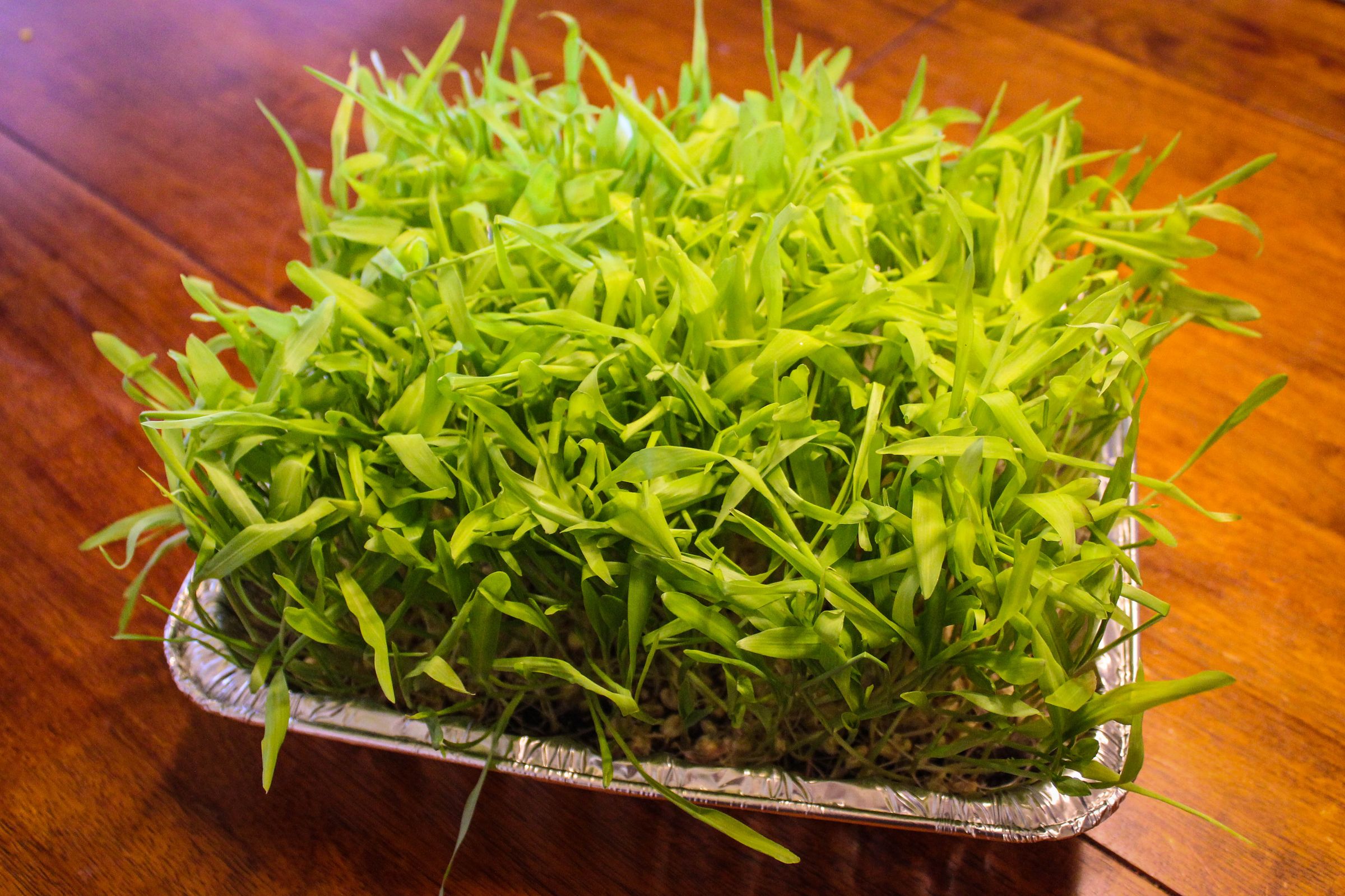 How to Grow Popcorn Shoots 9 Steps (with Pictures) Instructables