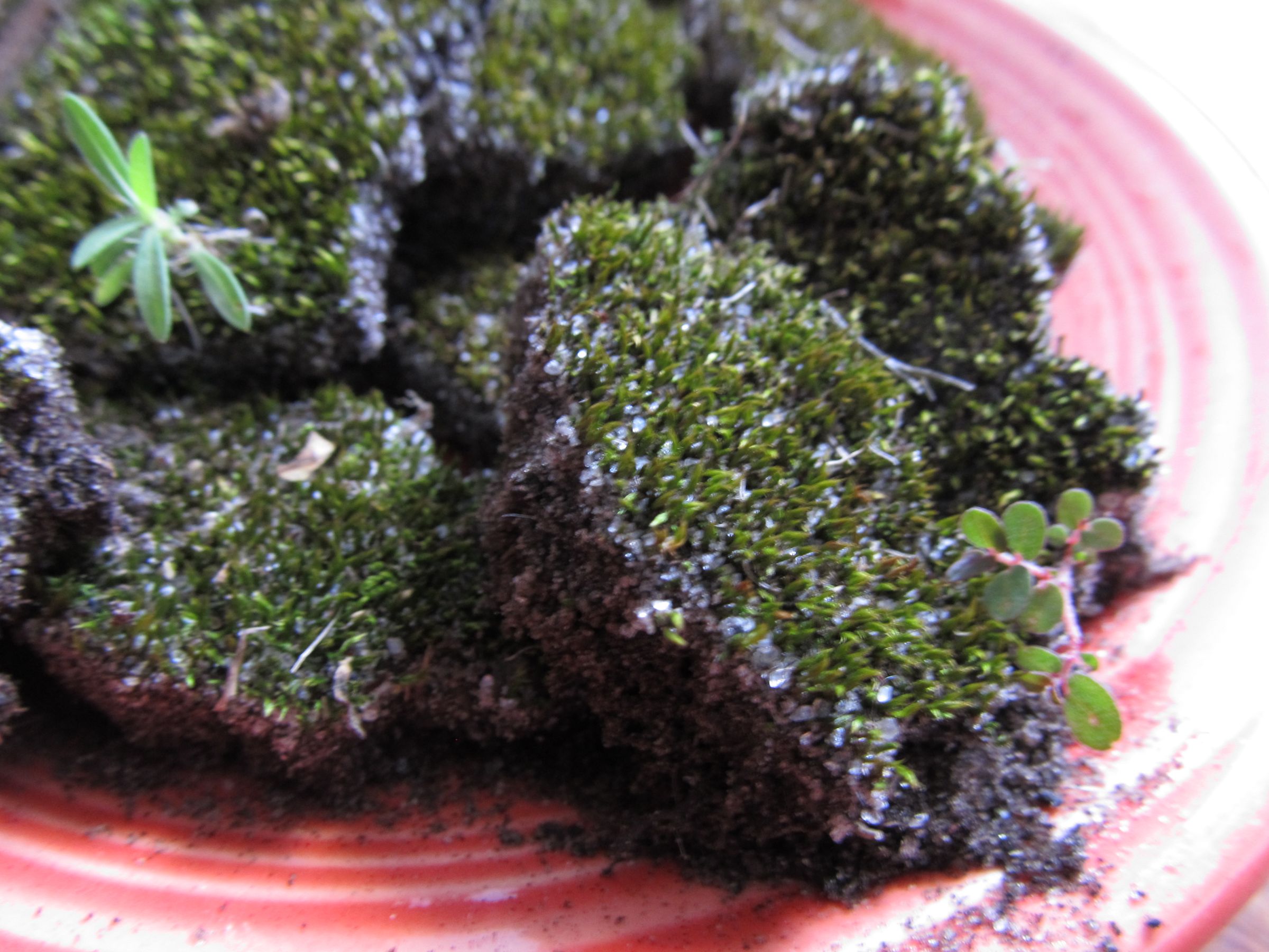 How to Grow Peat Moss 3 Steps (with Pictures) Instructables