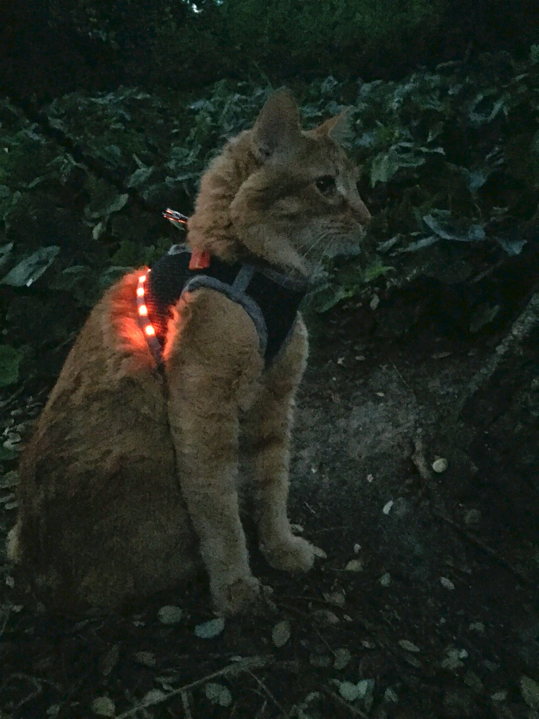makeshift cat harness
