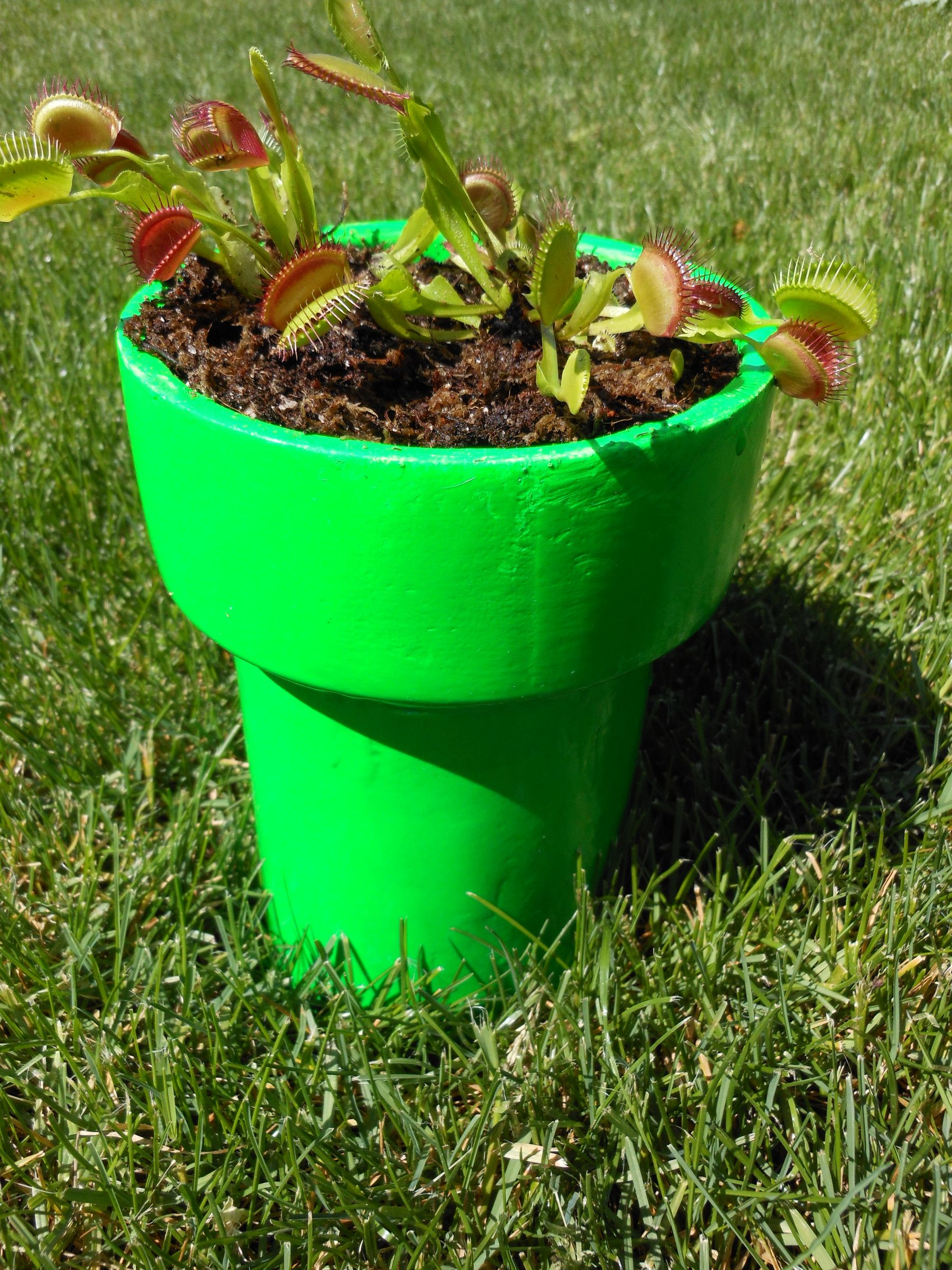 Piranha Planter