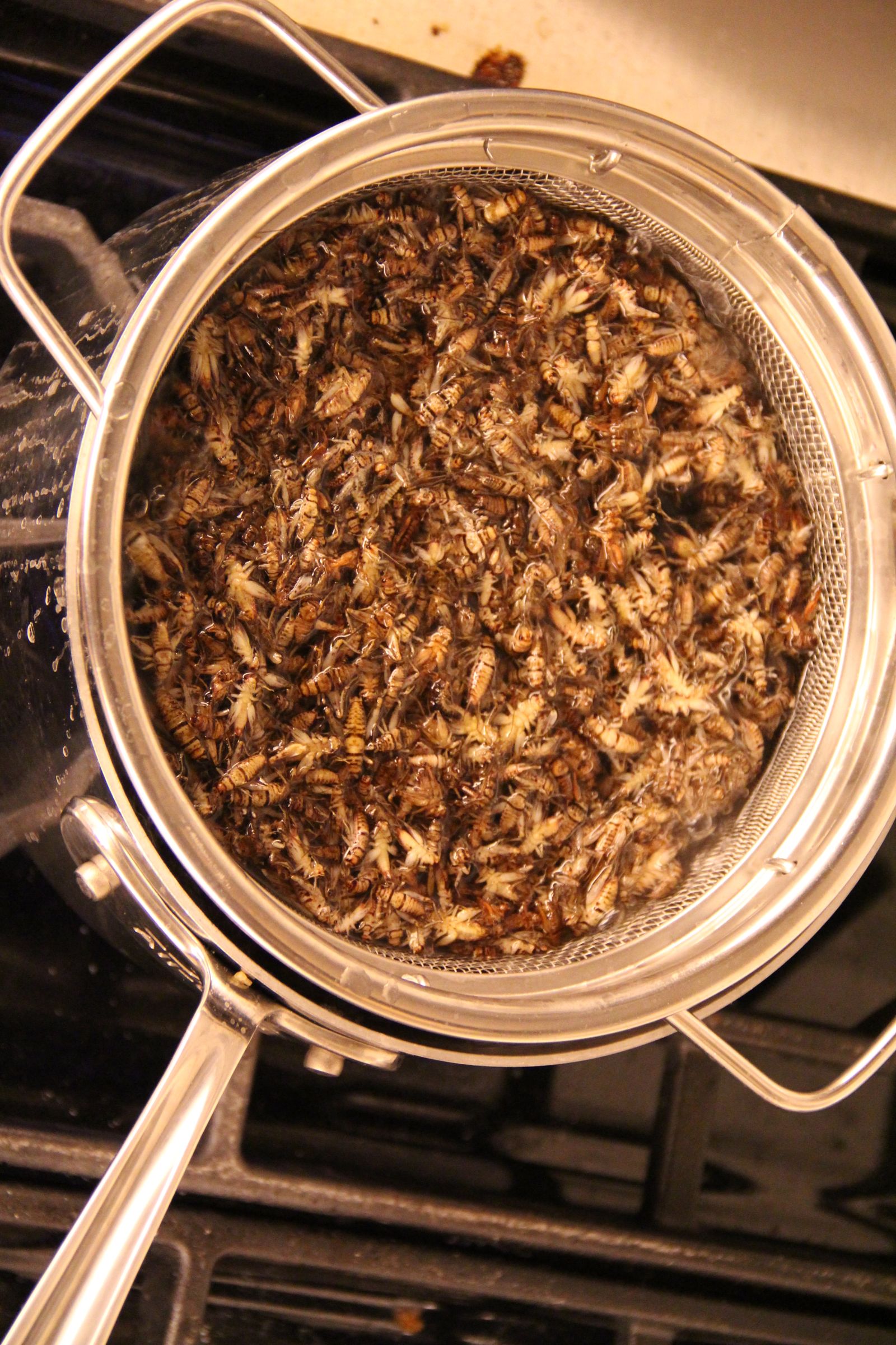 Insects for FoodPrep. 101 11 Steps (with Pictures) Instructables