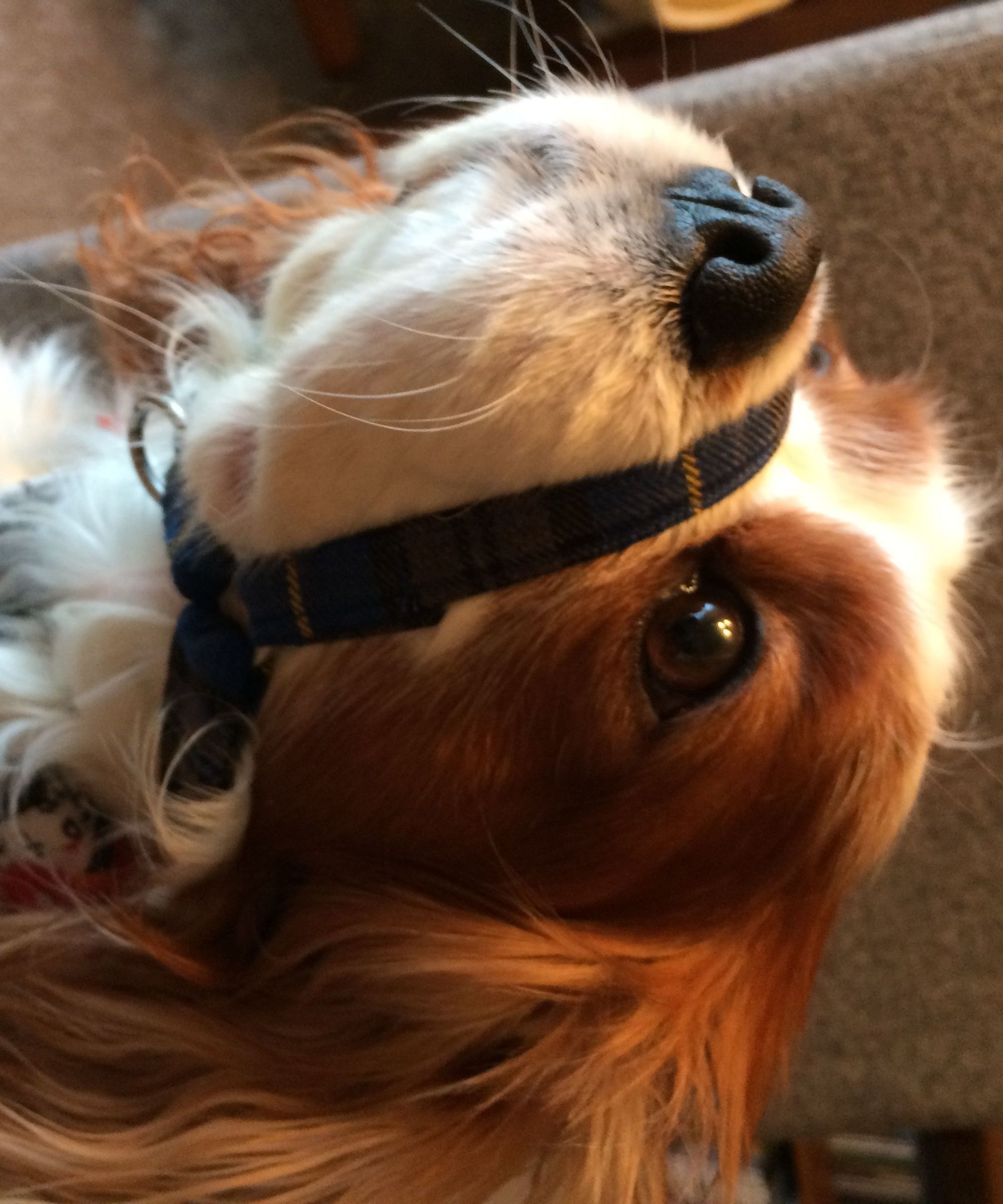 Are Head Halters Good For Dogs