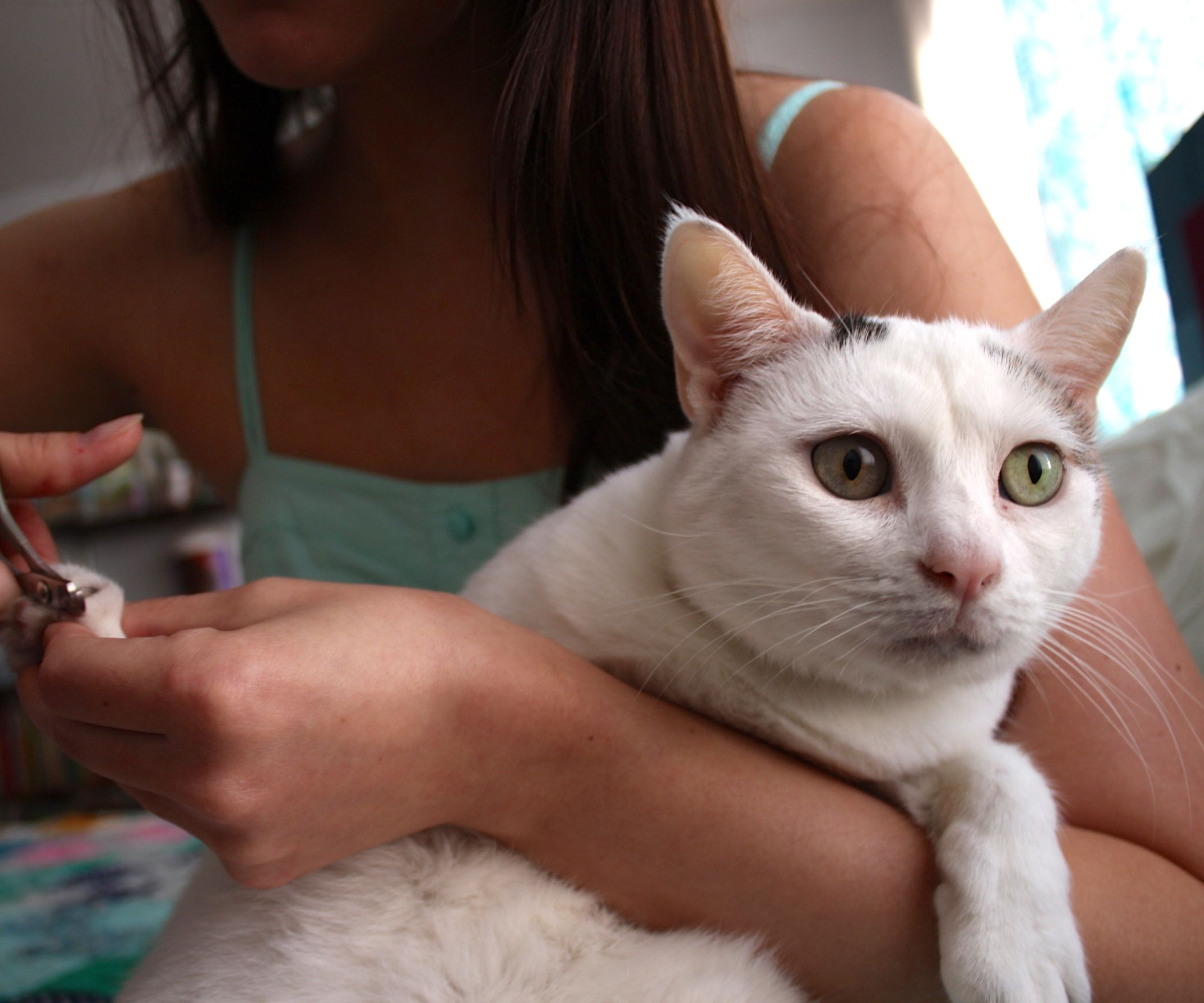 How to Trim Your Cat's Claws 4 Steps (with Pictures) Instructables