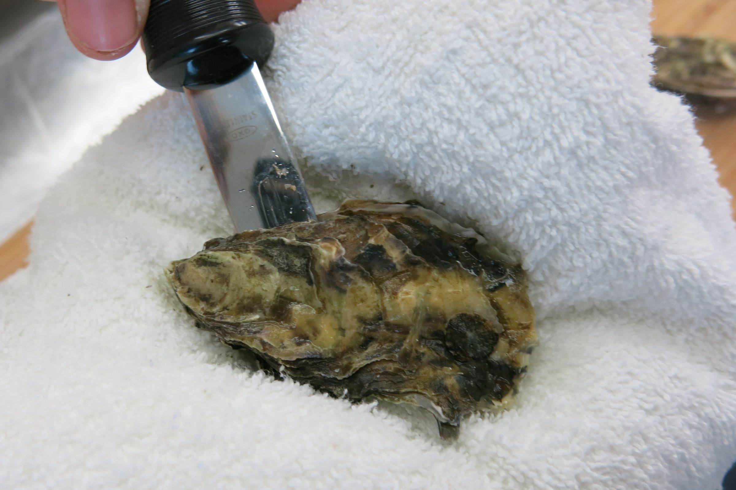 How to Open Oysters 4 Steps (with Pictures) Instructables