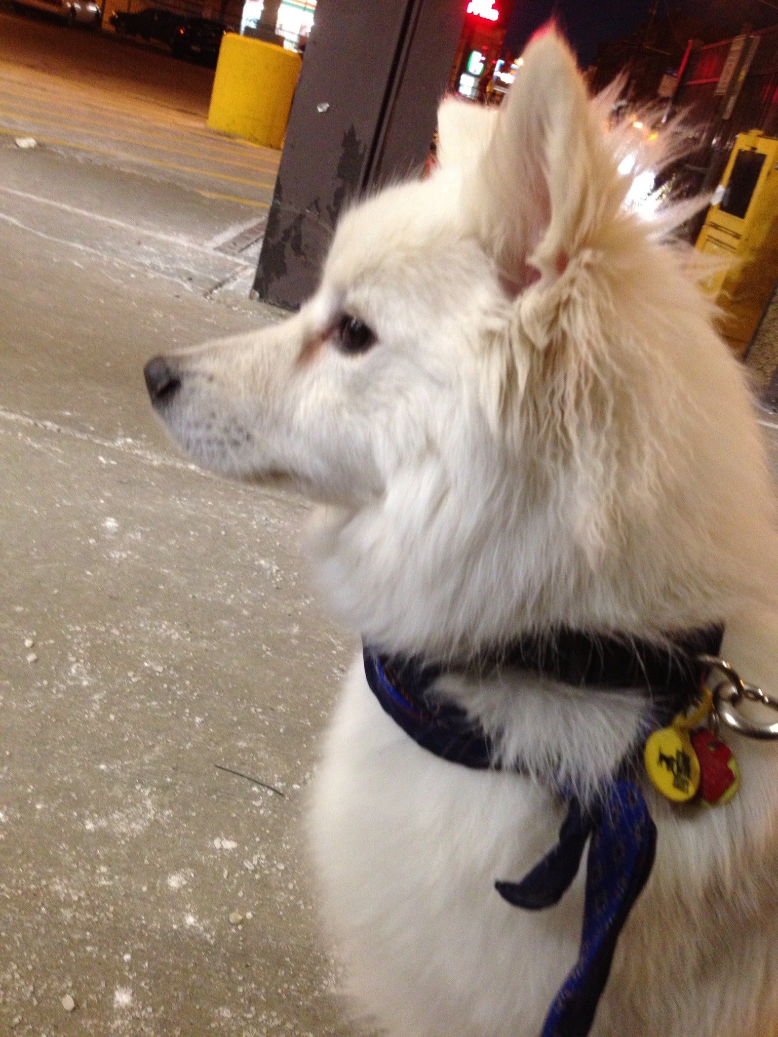 Make a Shrinky Dink Dog Tag 5 Steps Instructables