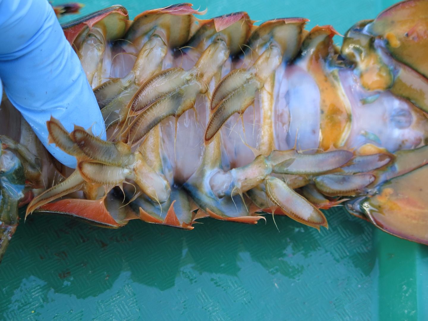 Lobster Dissection 11 Steps Instructables