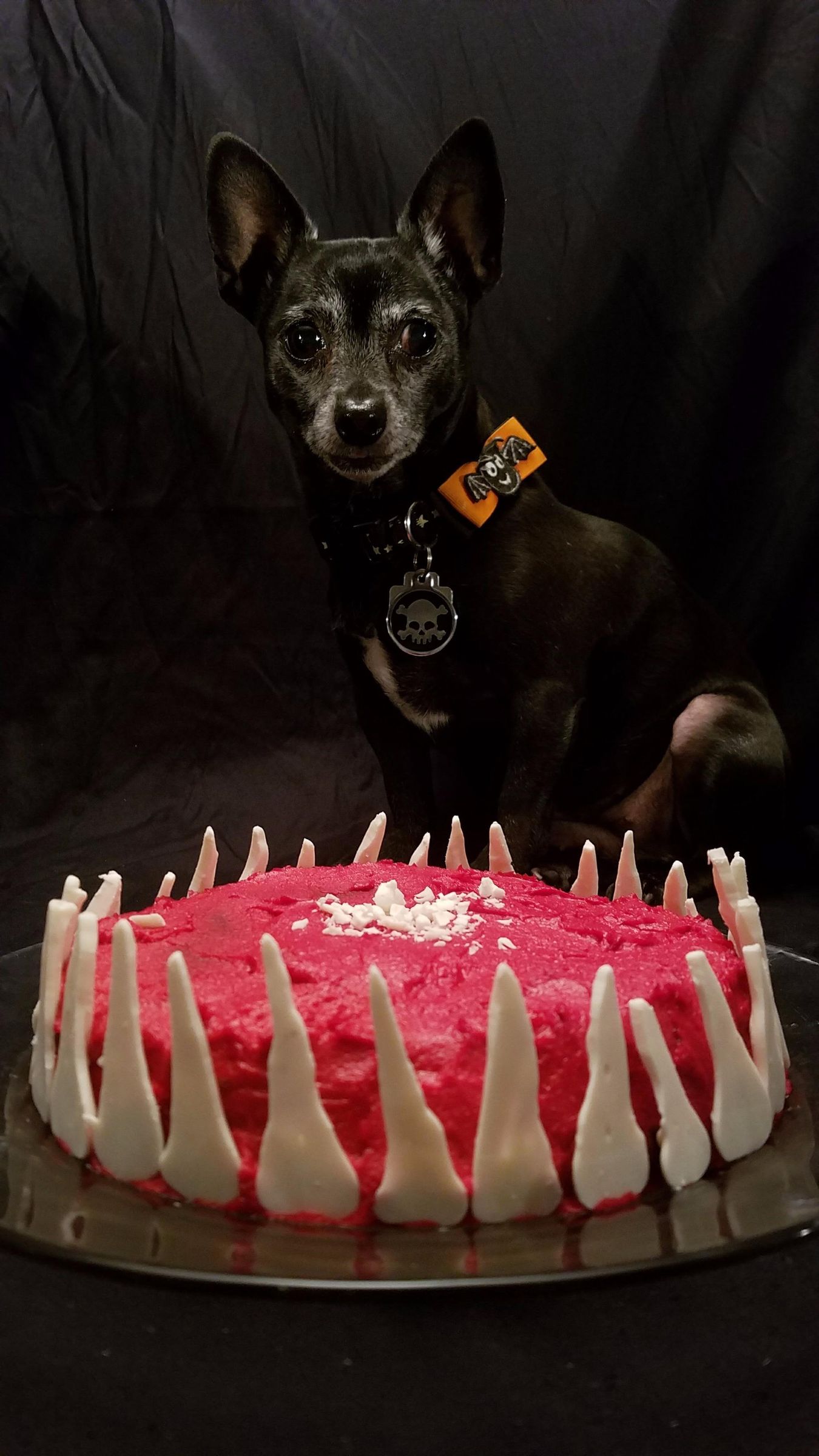Pumpkin and Applesauce Puppycake (dog Friendly) (with Pictures