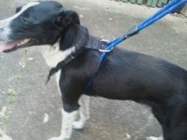 halter harness for dogs that pull