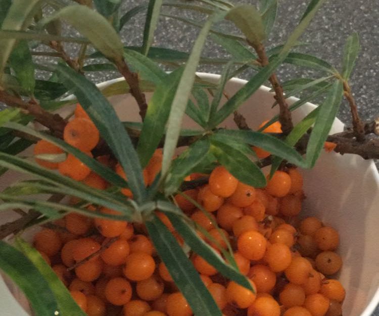 Organic Buckthorn Sorbet and Jam