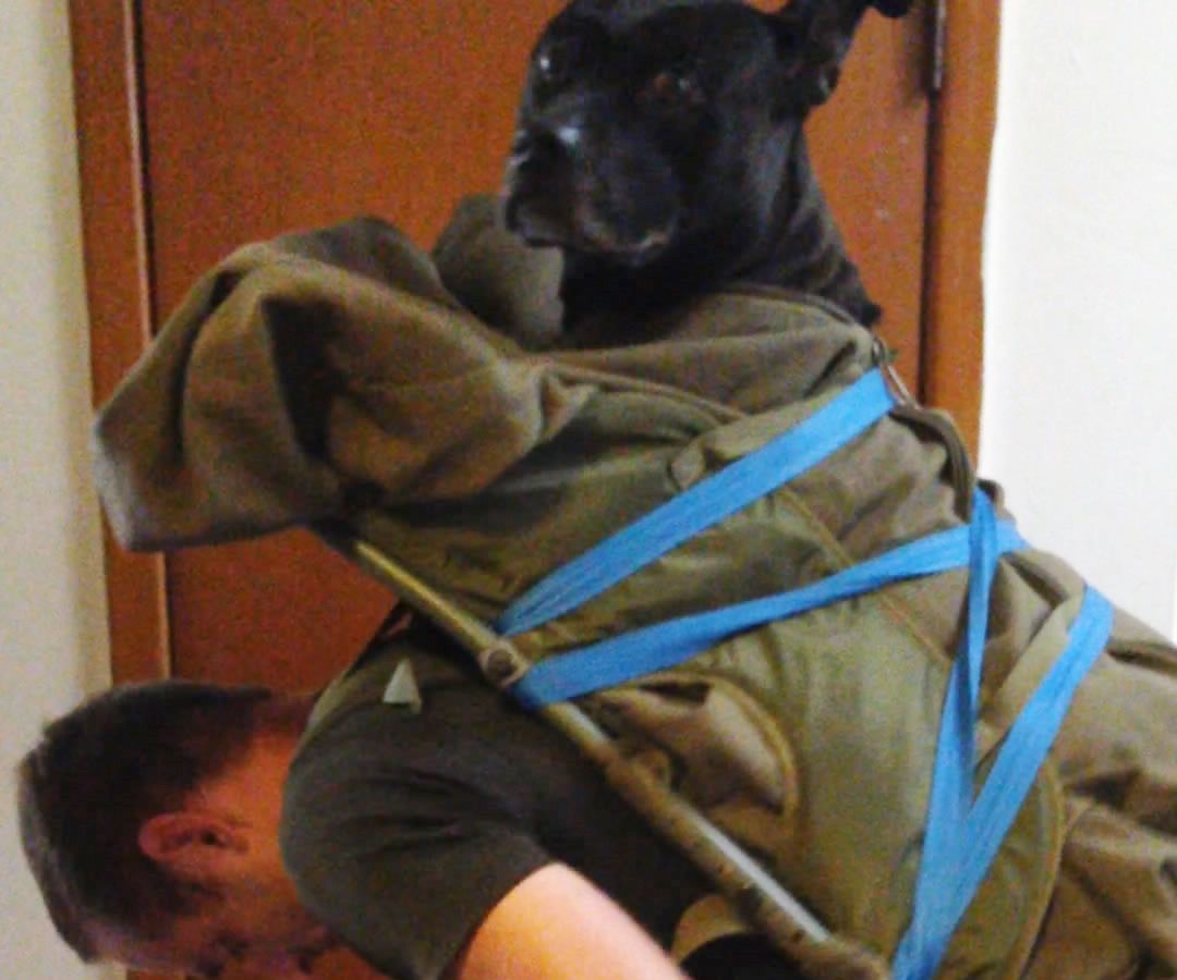 dog carrier backpack 50 lbs