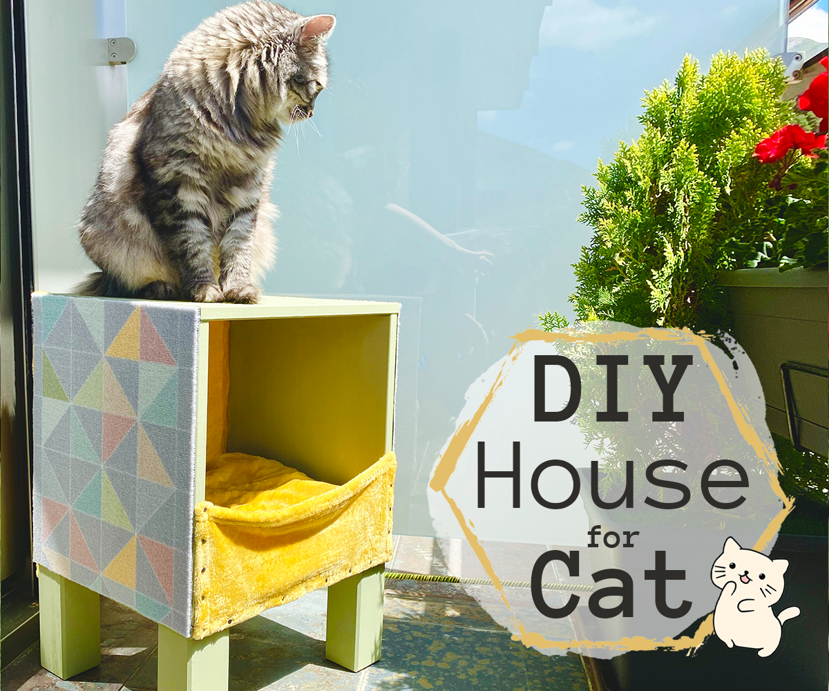 cat cube house