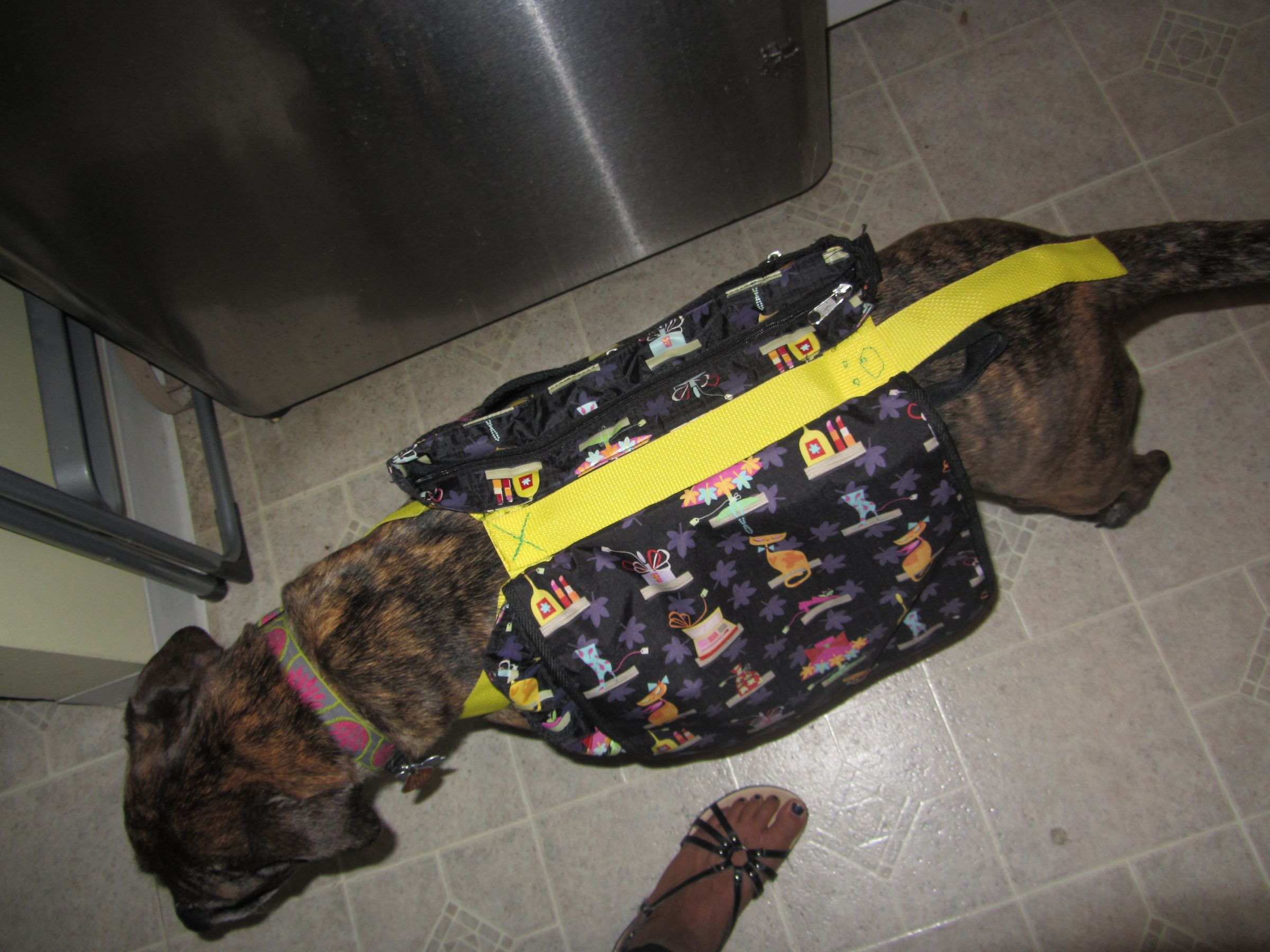 diy dog backpack