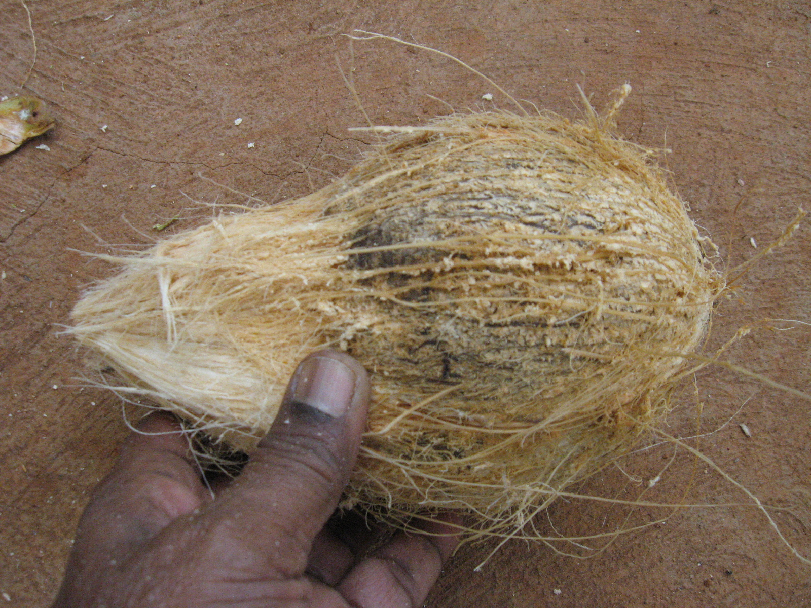 How to Husk Coconut Using Localmade Tool 3 Steps (with Pictures