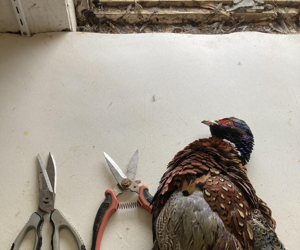 How to Butcher a Pheasant 5 Steps Instructables