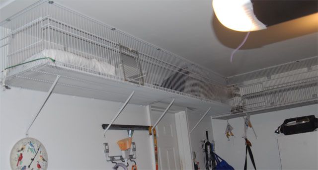 cat tunnels inside