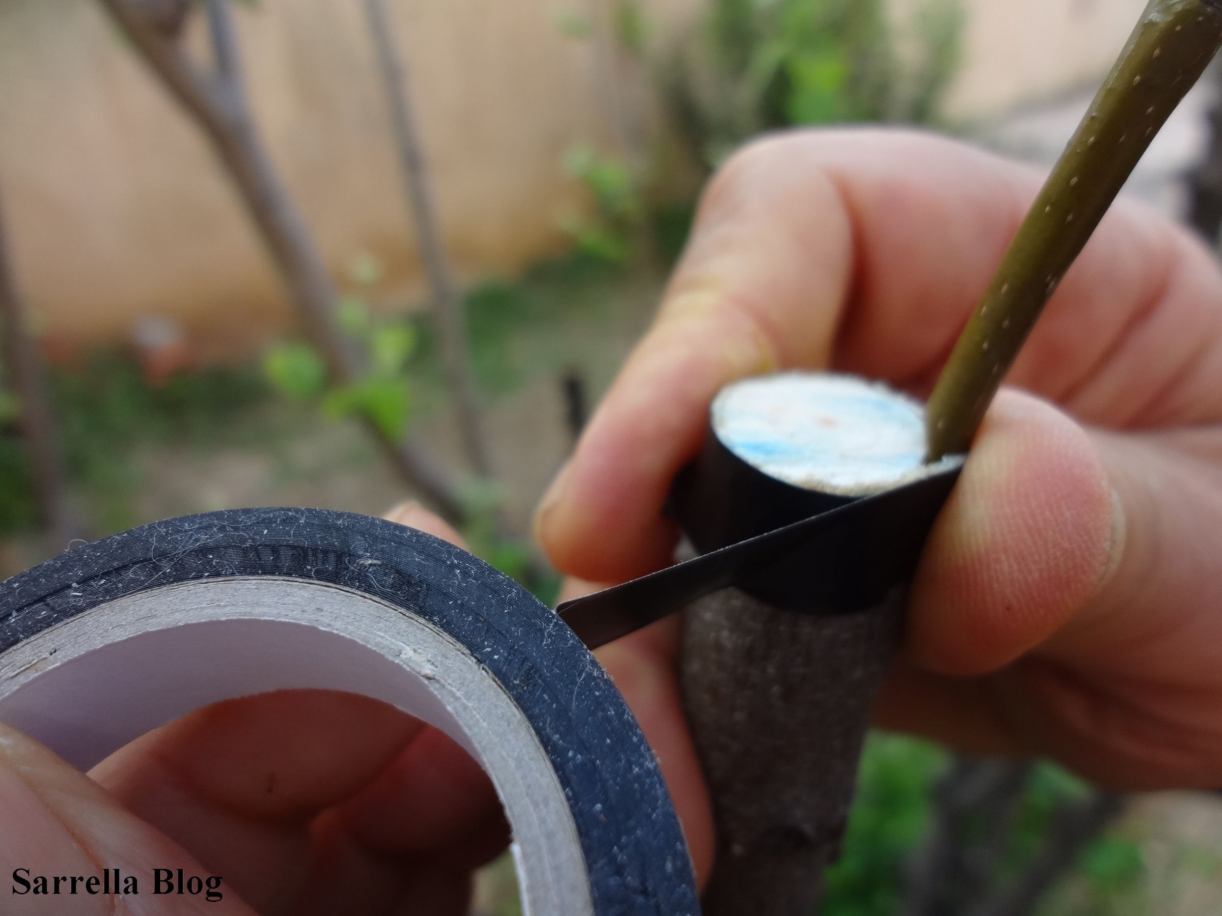 Grafting a Pear Scion to a Quince Tree 14 Steps (with Pictures