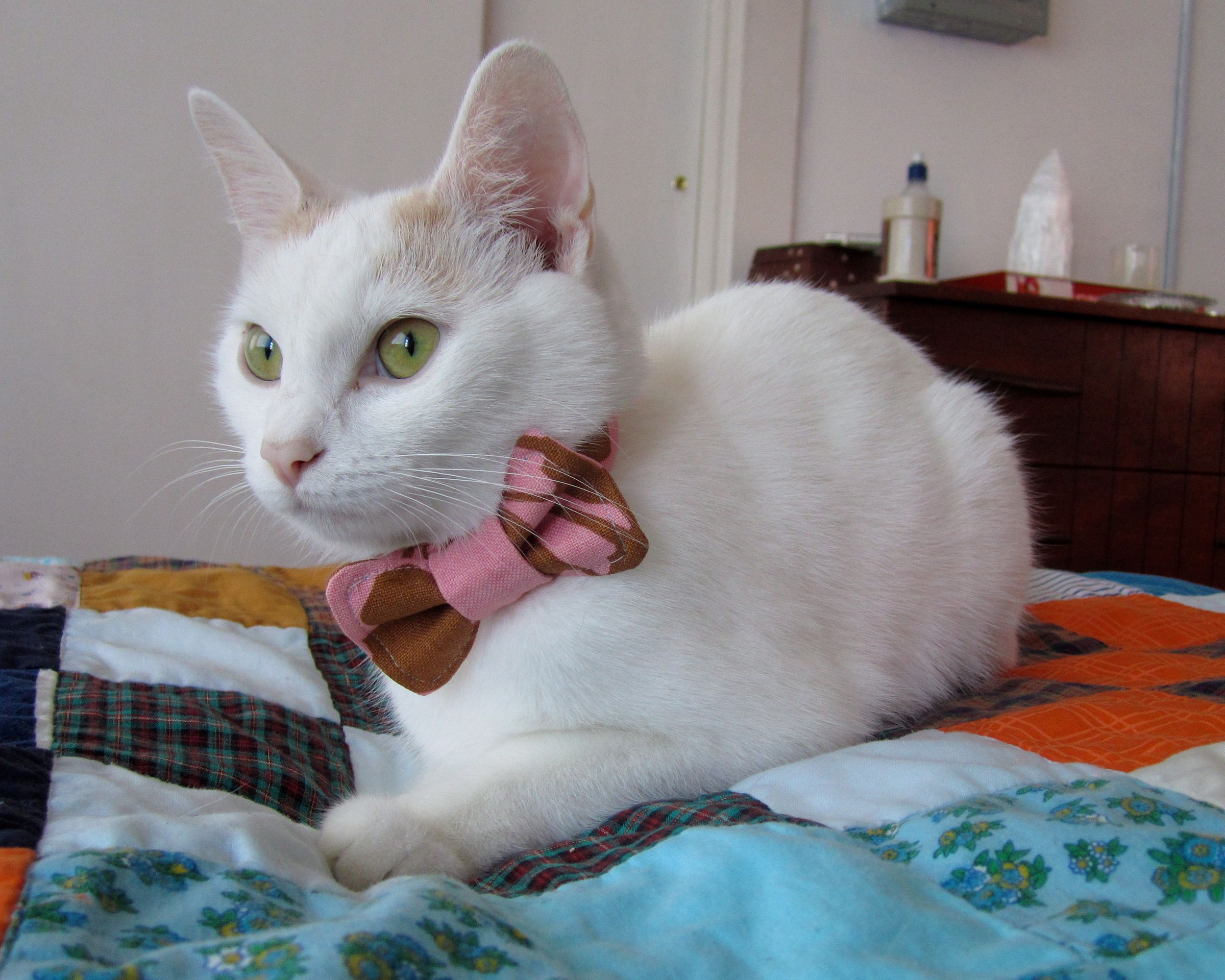 cat-projects-instructables