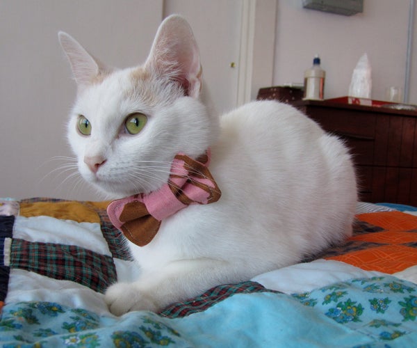 Cat Projects Instructables cat-projects-instructables