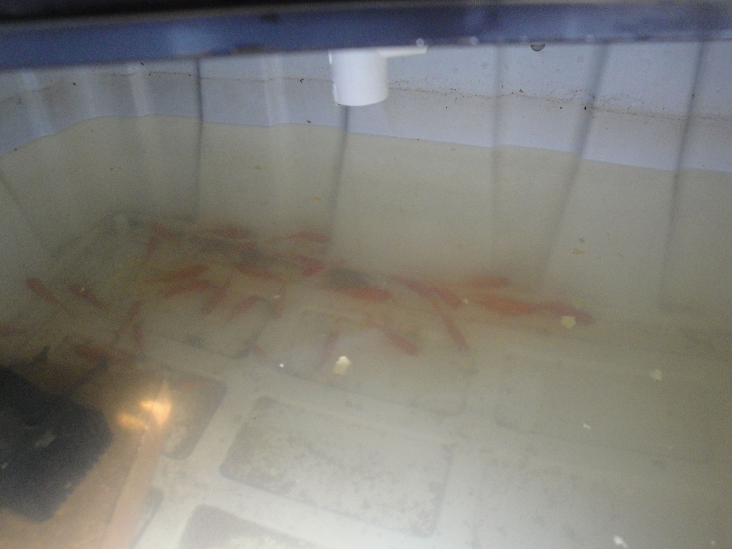 Small DIY Aquaponics System 7 Steps (with Pictures) Instructables