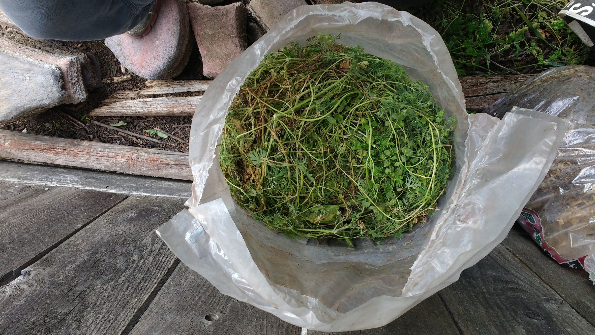 Turn Weed(s) Into Feed 3 Steps (with Pictures) Instructables