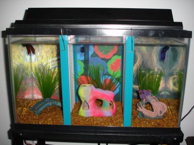 Housing 3 Male Betta Fish In 1 Ten Gallon Tank 3 Steps Instructables