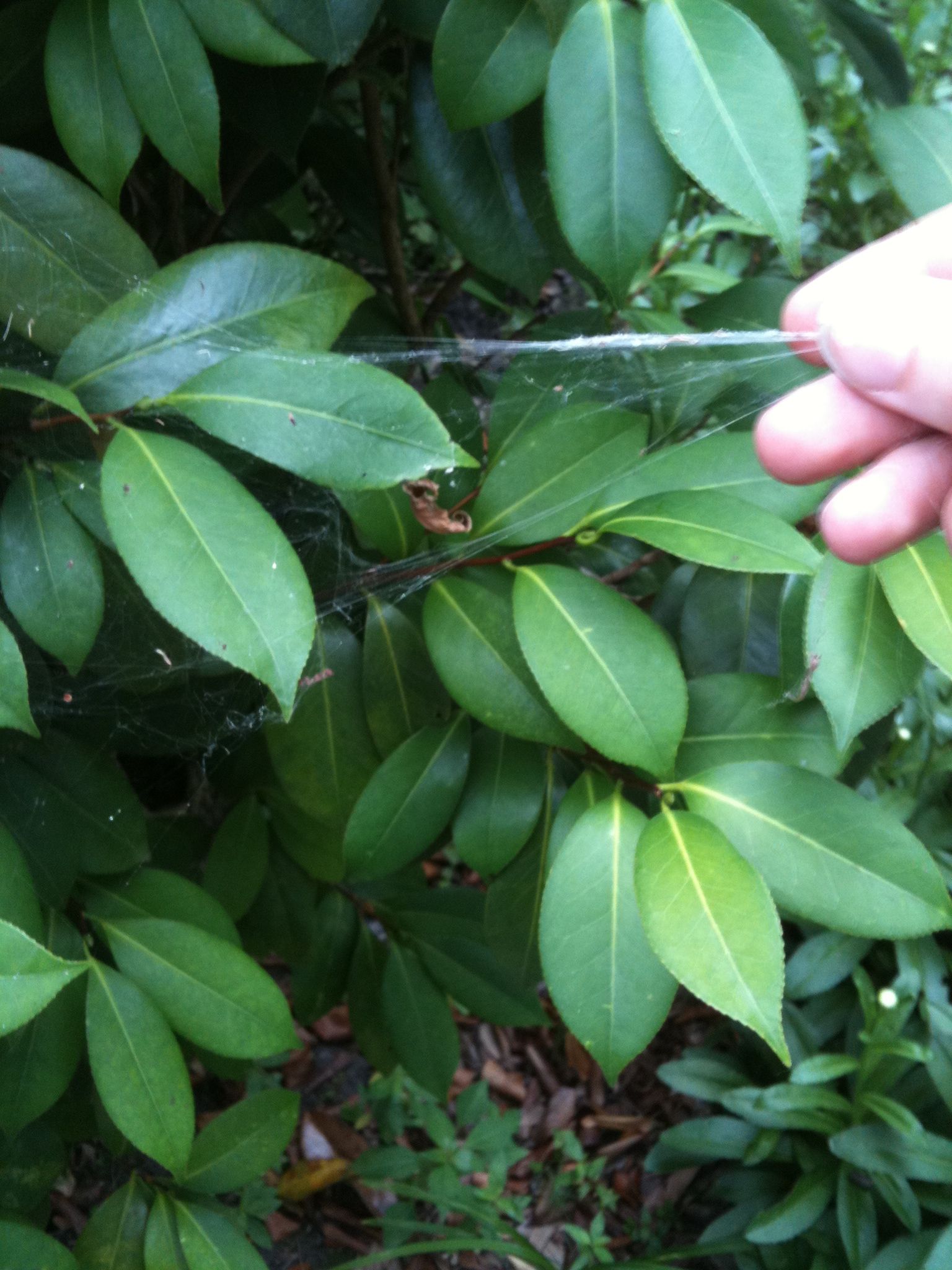 How to Make Spider Silk Thread 8 Steps (with Pictures) Instructables