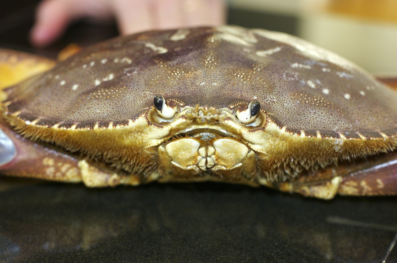 How To Cook And Clean A Fresh Dungeness Crab : 11 Steps (With Pictures) -  Instructables