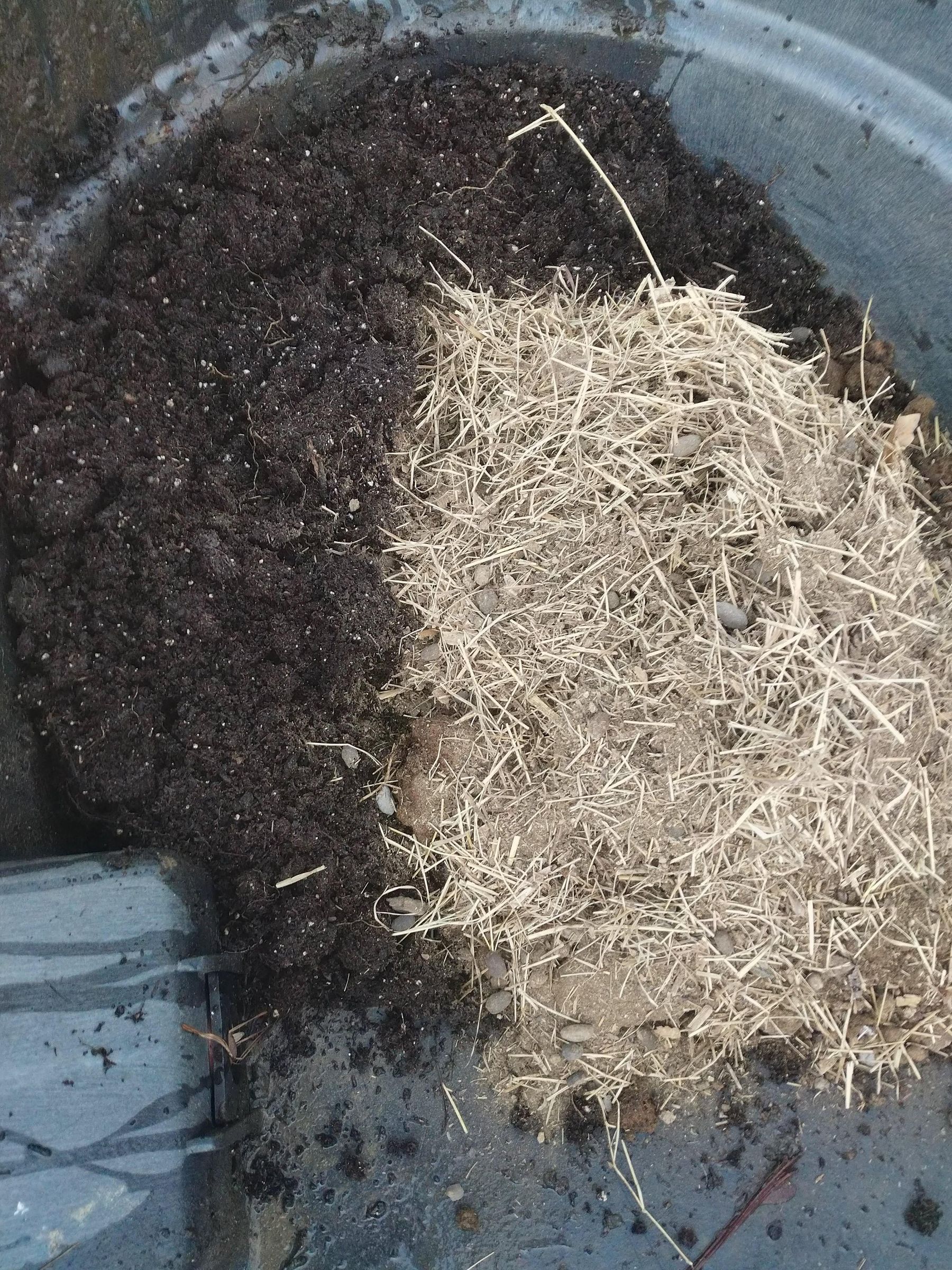 Growing Paper Bag Potatoes : 5 Steps (with Pictures) - Instructables