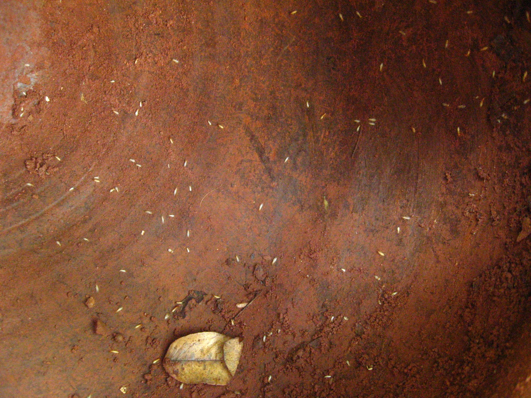 Growing Termites for Feeding Chicken 4 Steps (with Pictures