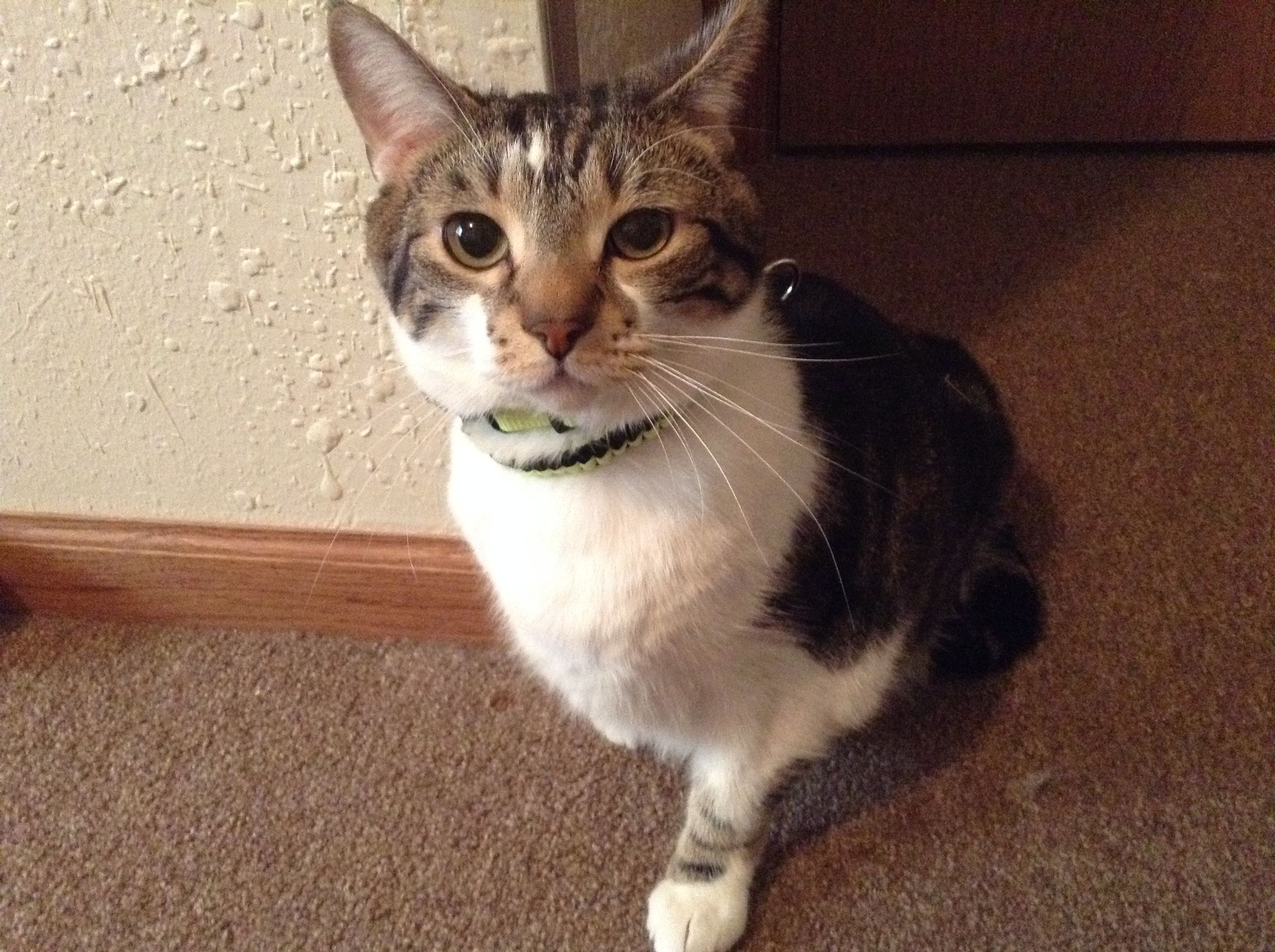 paracord cat harness