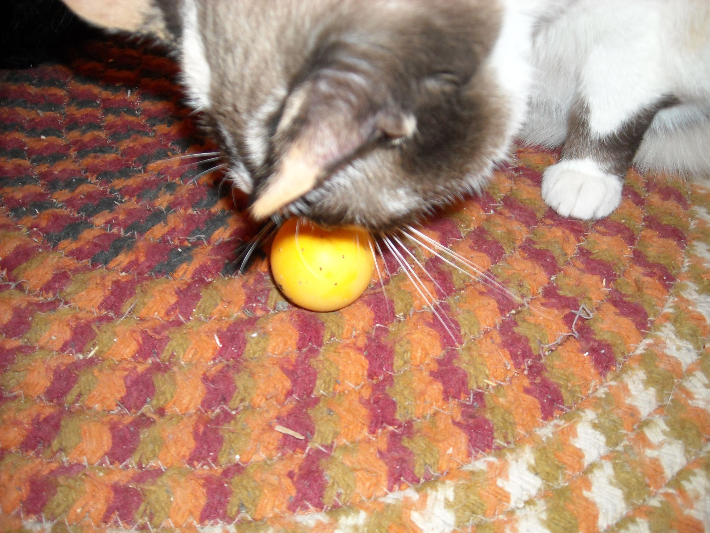 Homeade Catnip Balls 7 Steps Instructables