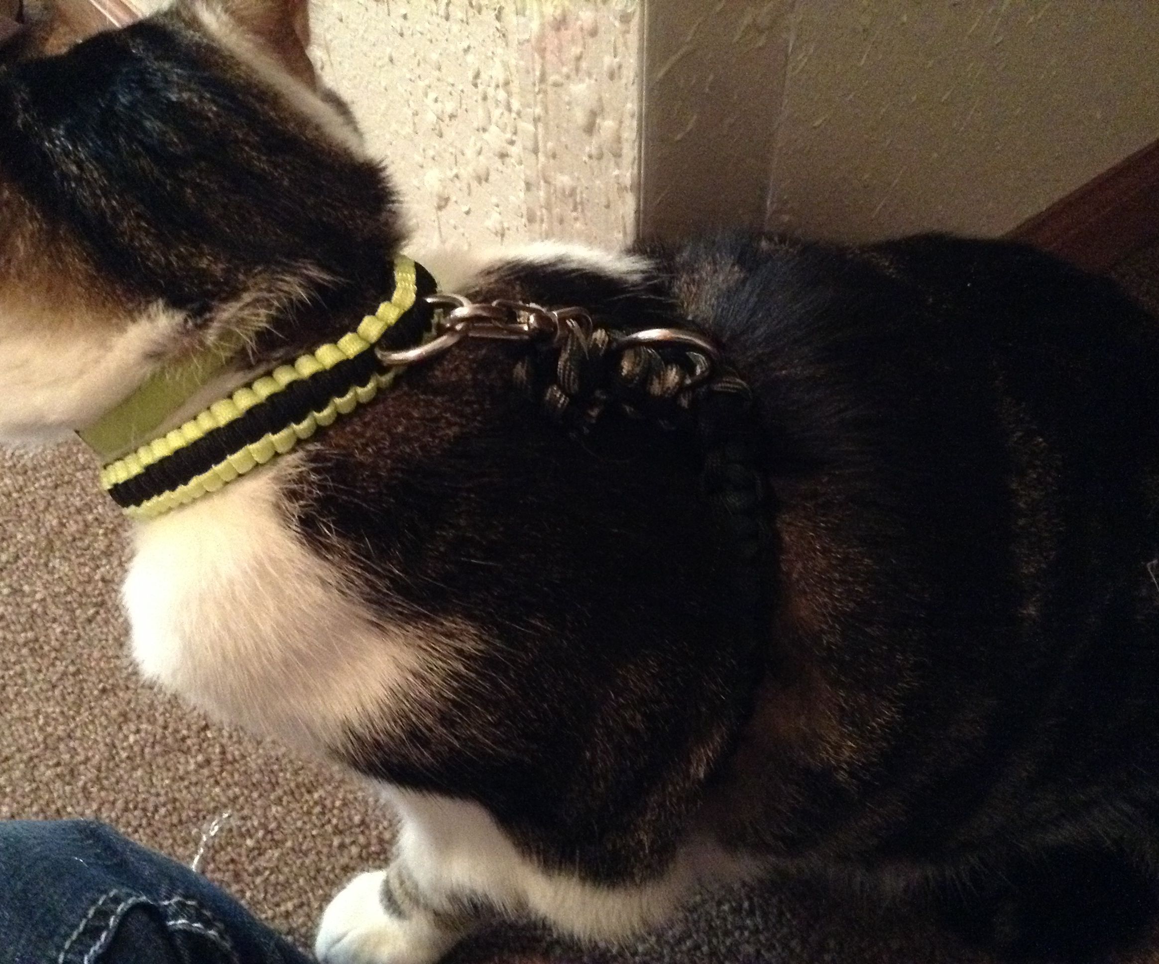 paracord cat harness