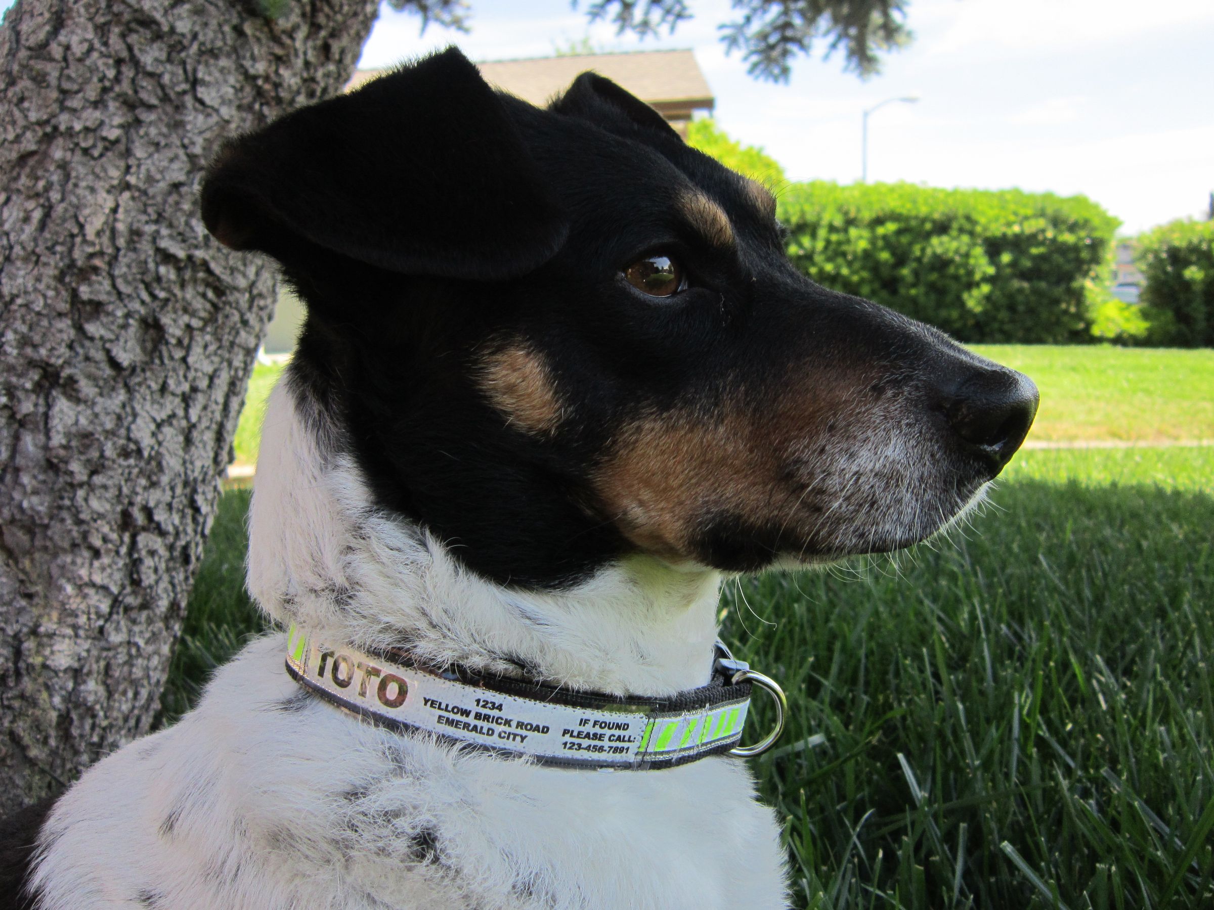 Upgrade a Dog Collar 6 Steps (with Pictures) Instructables