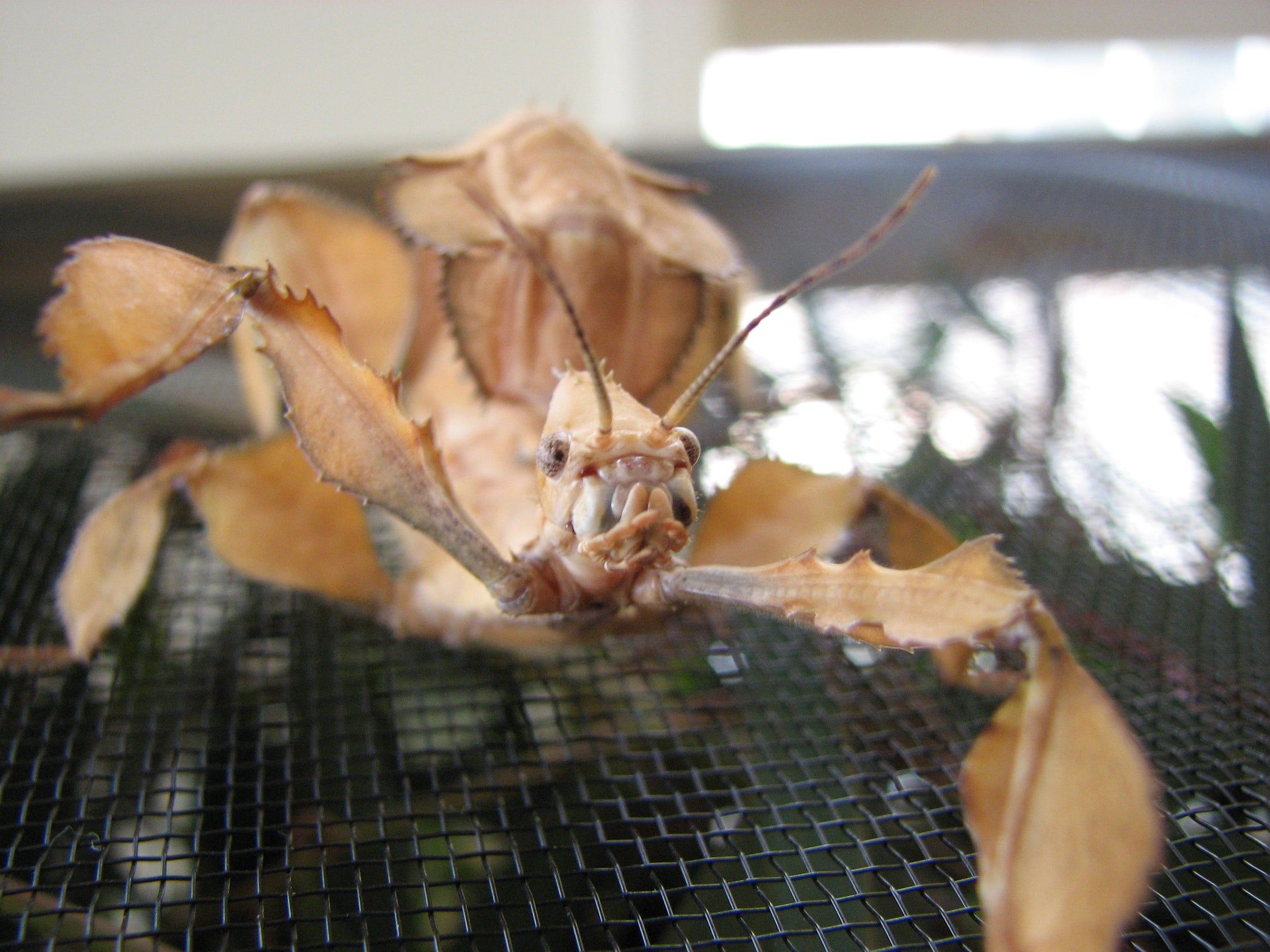 How to Keep a Pet Spiny Leaf Insect : 7 Steps (with Pictures