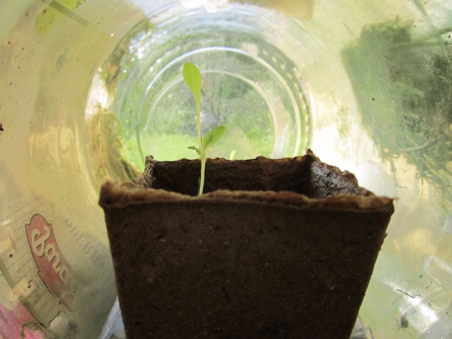 Glass Jar Greenhouse 5 Steps (with Pictures) Instructables