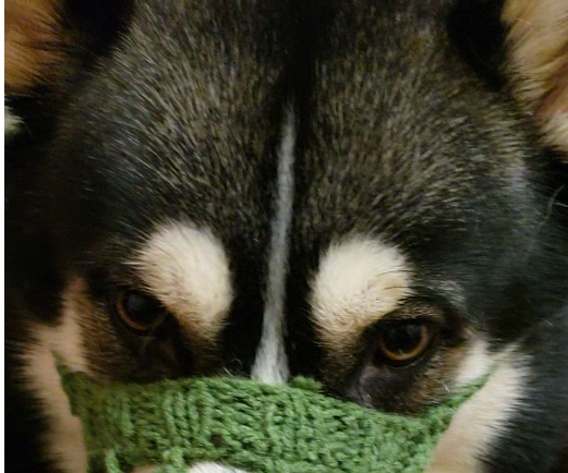 crochet dog muzzle
