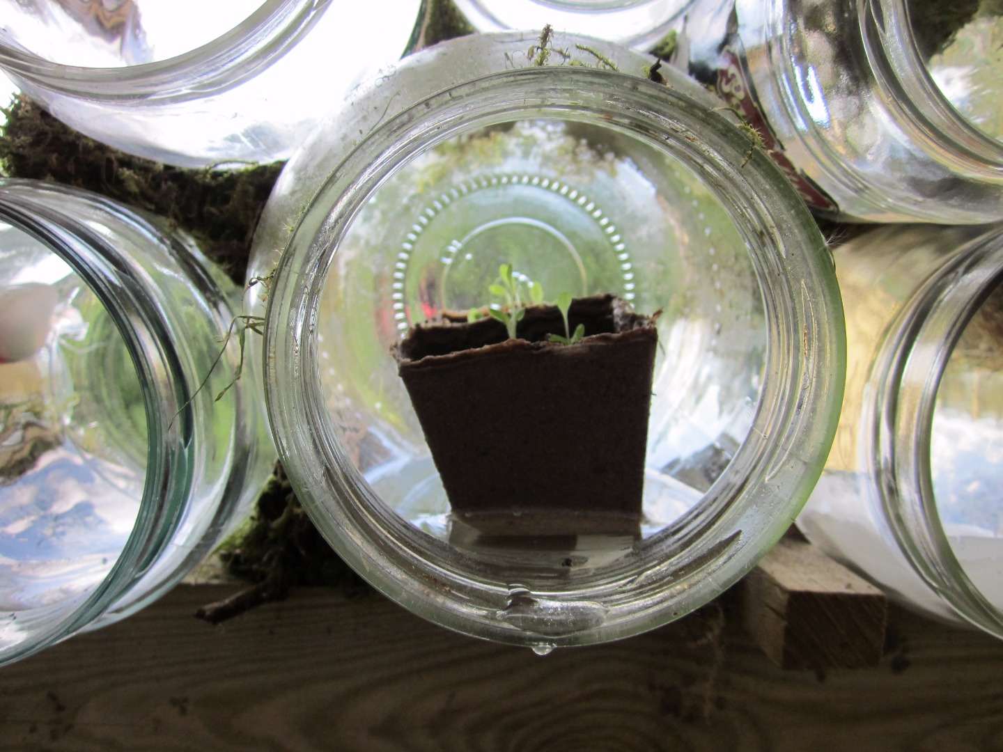 Glass Jar Greenhouse 5 Steps (with Pictures) Instructables