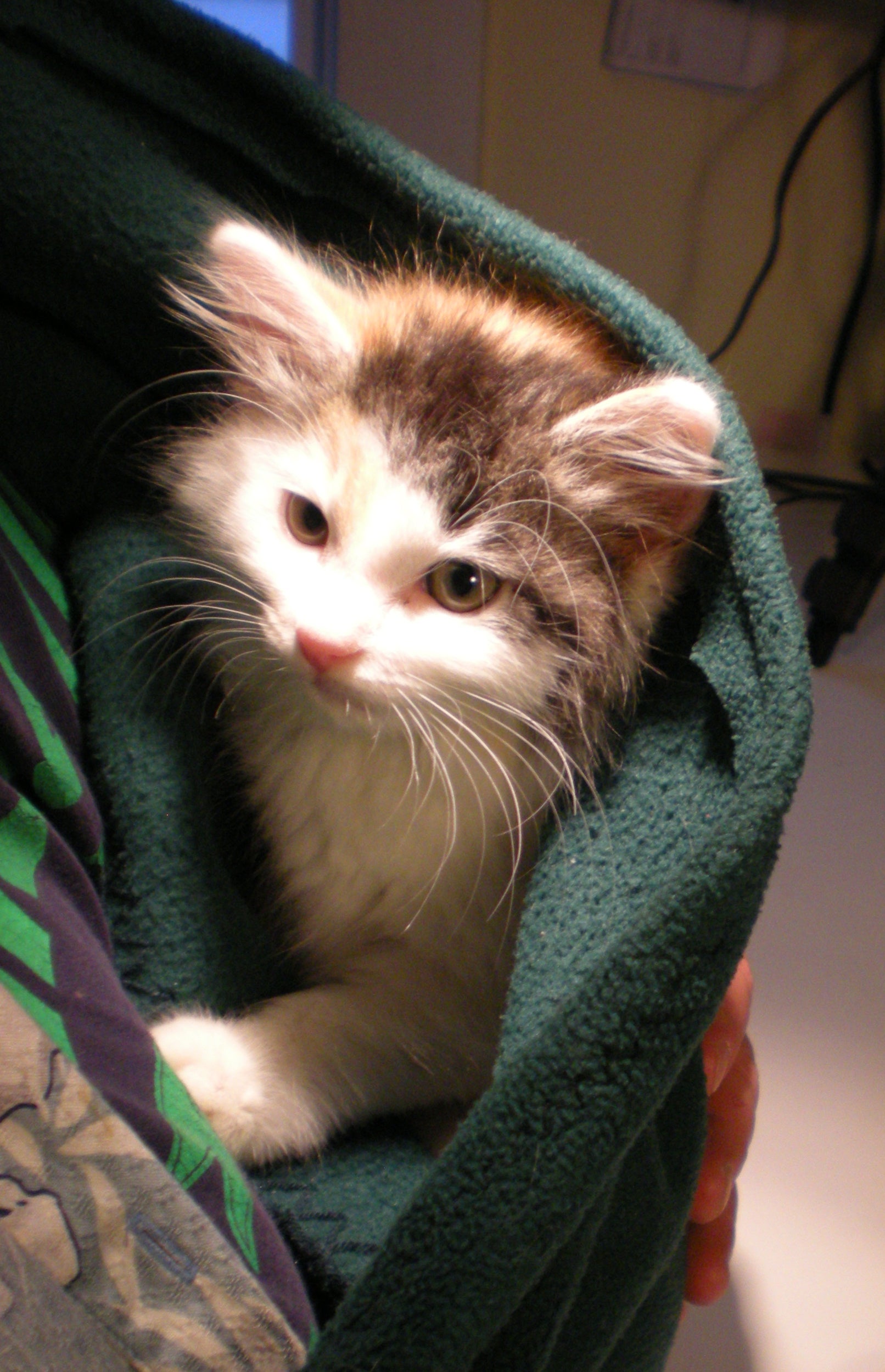 How to Make a Kitten Sling 5 Steps (with Pictures) Instructables