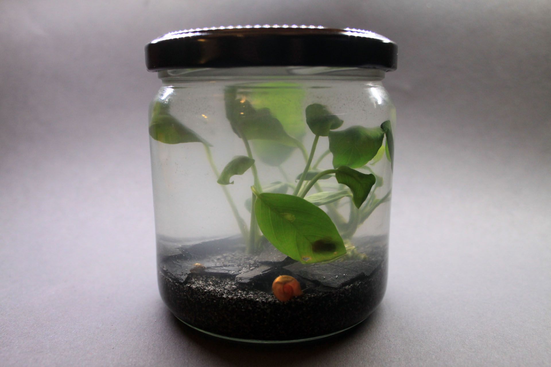 jar aquarium