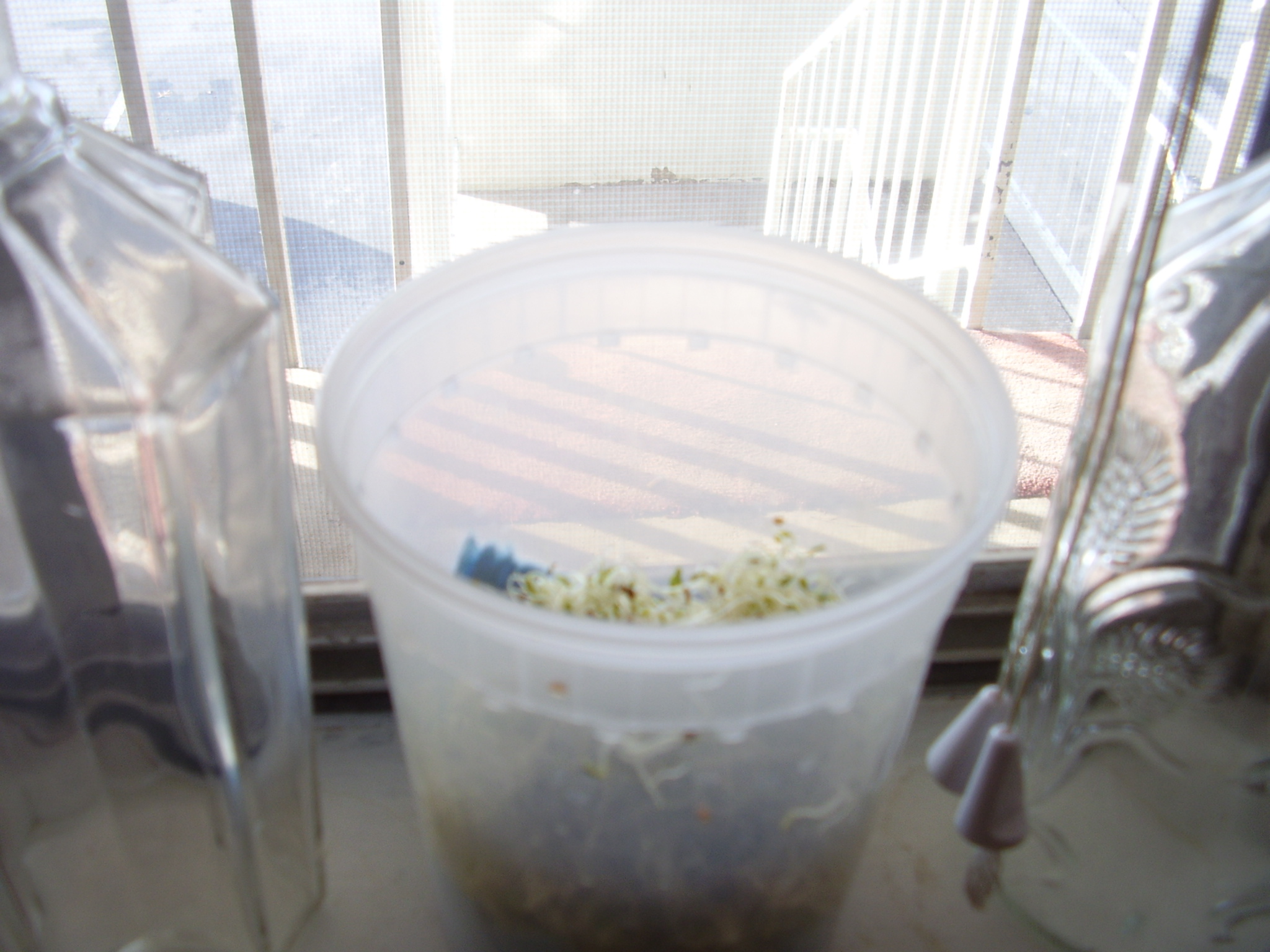 How to Make & Use a SeedSprouting Bag 5 Steps (with Pictures