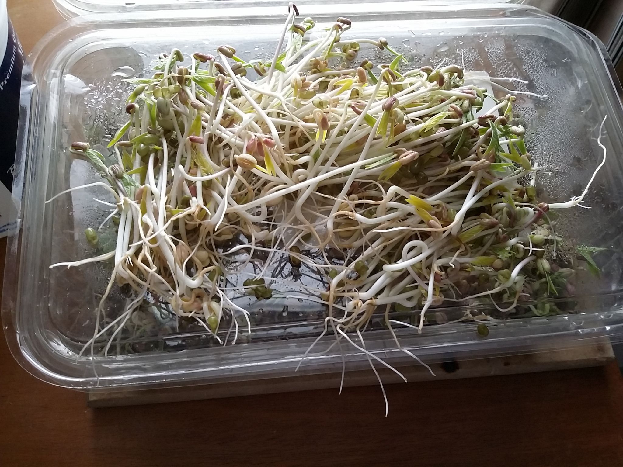 Sprouting Chicken Feed 7 Steps (with Pictures) Instructables
