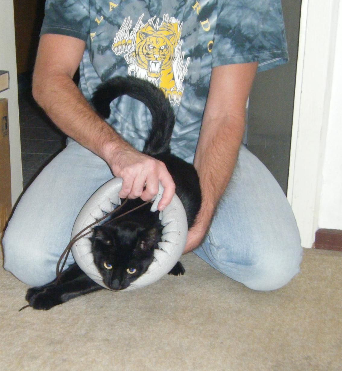 Alternative to the Elizabethan Collar 5 Steps Instructables